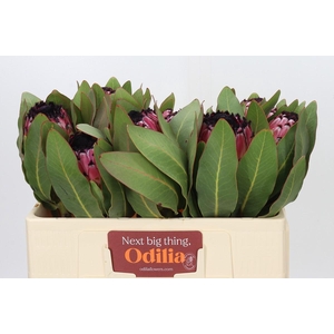 Protea Barbigera Early Mountain Queen