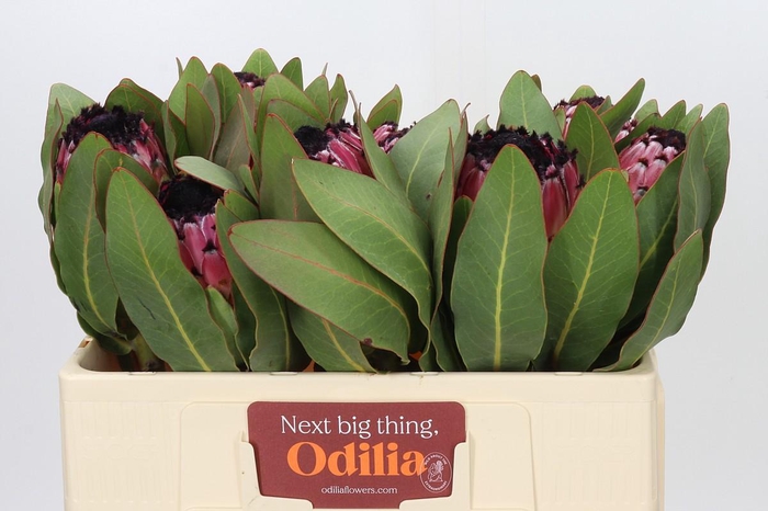 <h4>Protea Barbigera Early Mountain Queen</h4>