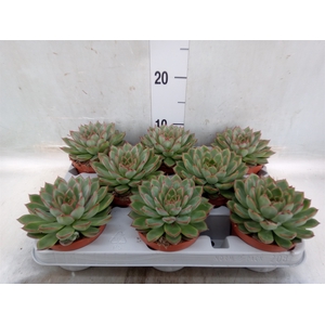 Echeveria   ...