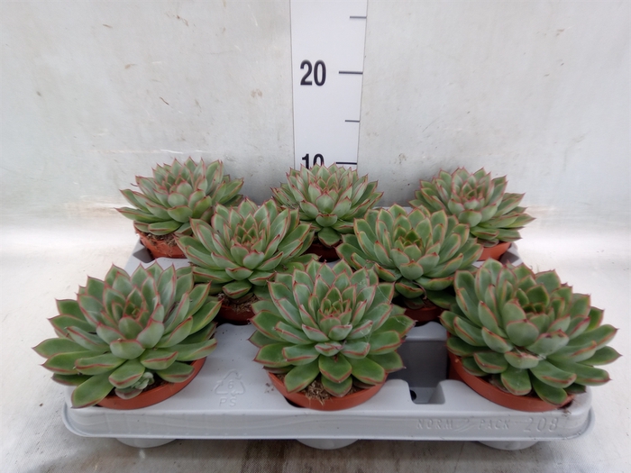 <h4>Echeveria   ...</h4>