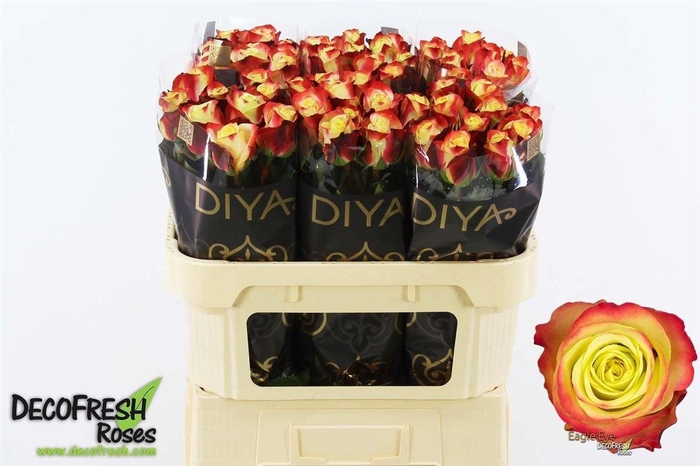 <h4>R Gr Eagle Eye+</h4>