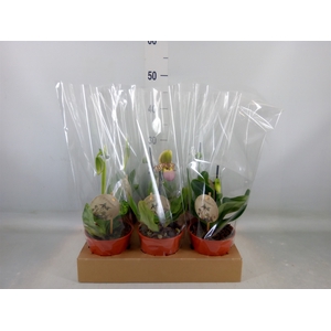 Paphiopedilum   ...