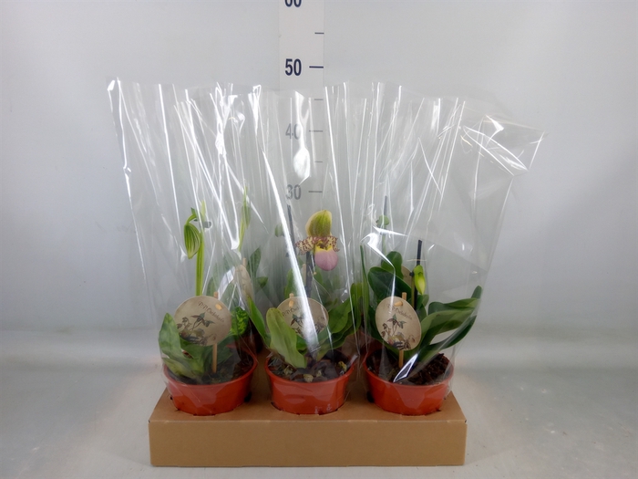 <h4>Paphiopedilum   ...</h4>