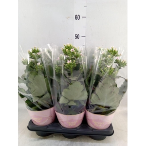 Kalanchoe blos. 'Feminine Pink'
