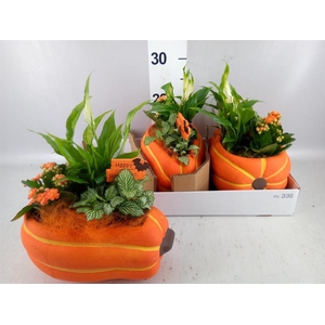 Arr.    Planten  H%