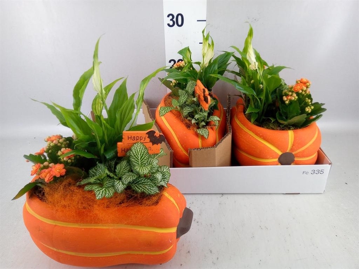 <h4>Arr. Planten H%</h4>