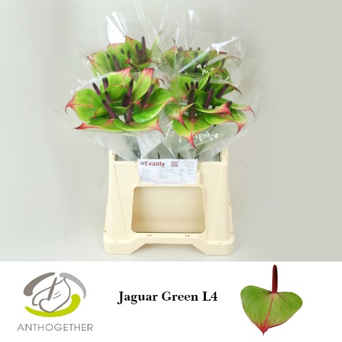 Anthurium Jaguar Green