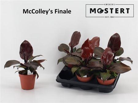 Philodendron Mccolly's Finale