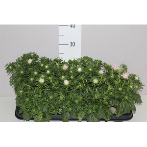 Callistephus Star Light Pink