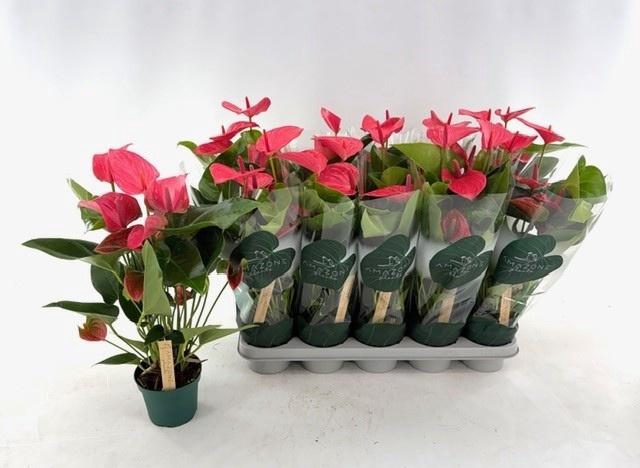 <h4>ANTHU AN MELITO</h4>