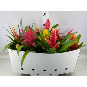 Bromelia   ...mix 10