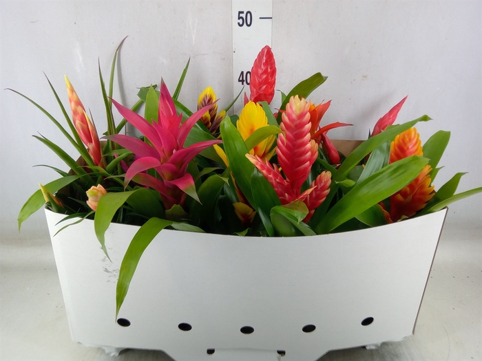 <h4>Bromelia   ...mix 10</h4>