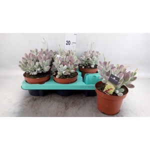 Cotyledon undulata