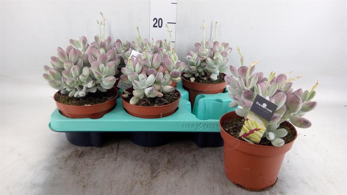 <h4>Cotyledon undulata</h4>