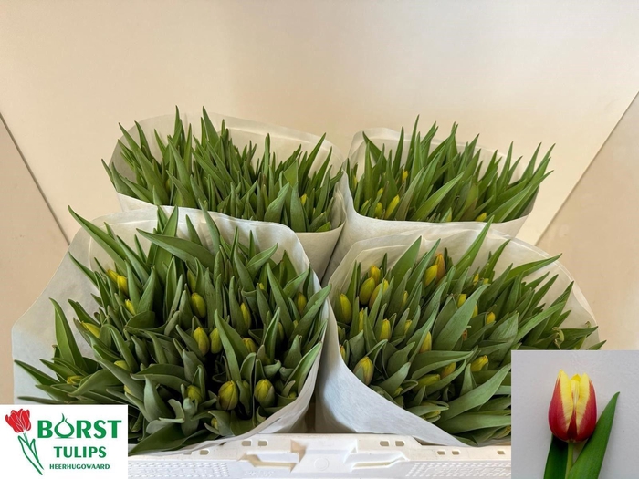 <h4>TU EN JAN SEIGNETTE</h4>