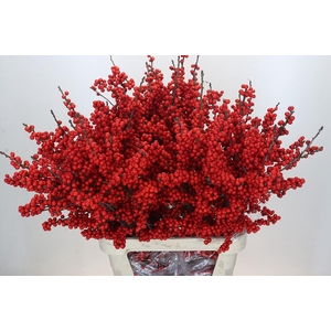 Ilex Rood