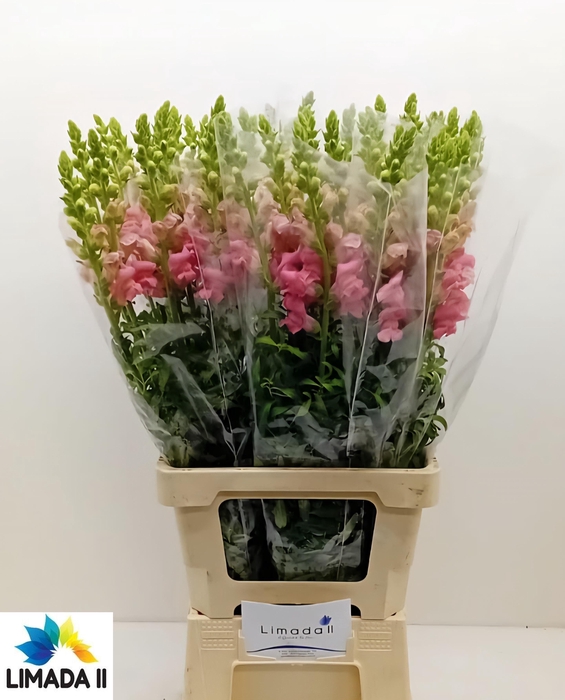 <h4>ANTIR POTO ROSE</h4>