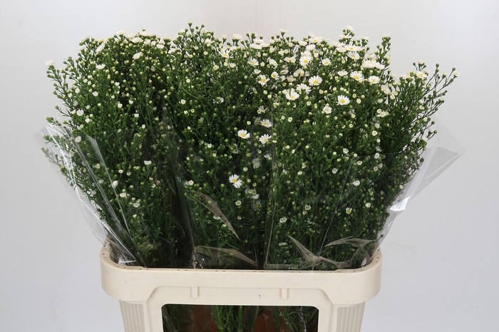 <h4>Aster Paquita</h4>