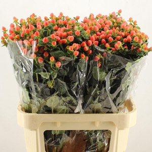 Hypericum Magical Royal Princess