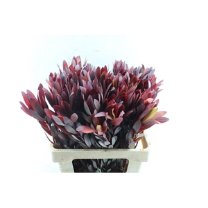 Leucad Saf Sunset Xl