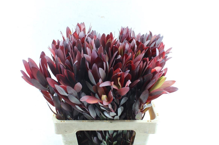 <h4>Leucad Saf Sunset Xl</h4>