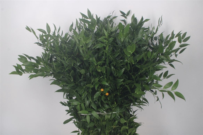 <h4>Ruscus It. Per Bunch 200 Gram</h4>