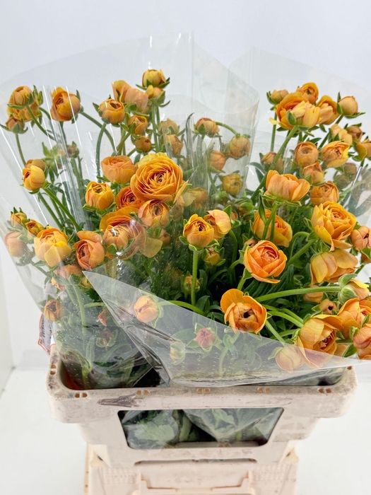 <h4>RAN N MODERNA MIELE</h4>