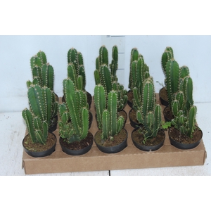 CACTUS ACANTHOCEREUS TETRAGONUS P09