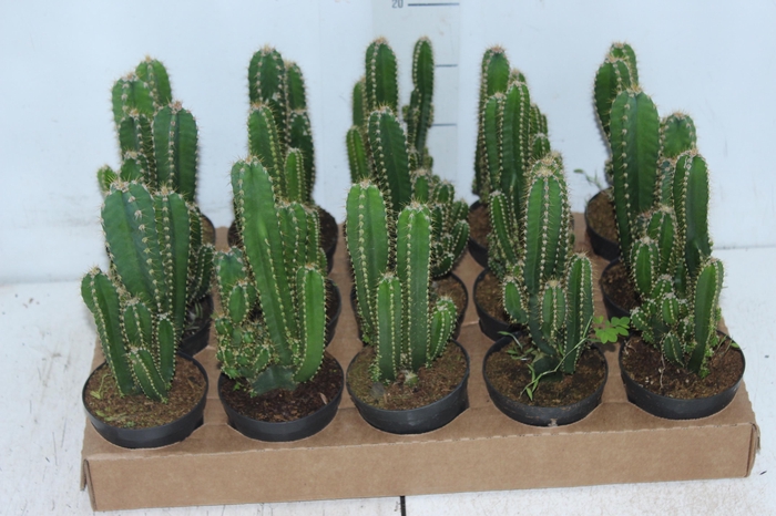<h4>CACTUS ACANTHOCEREUS TETRAGONUS P09</h4>