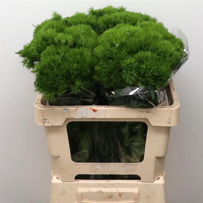 <h4>Di Barb Green Wicky Extra X 50</h4>