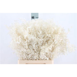 Ruscus Bleached White