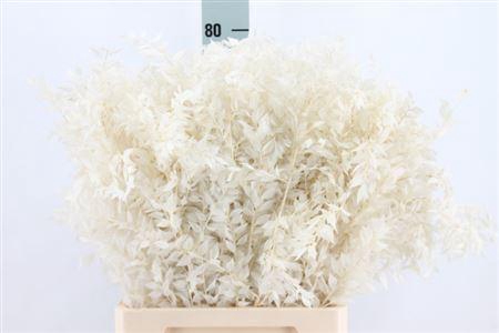 <h4>Ruscus Bleached White</h4>