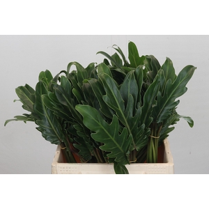 Philodendron Xanadu