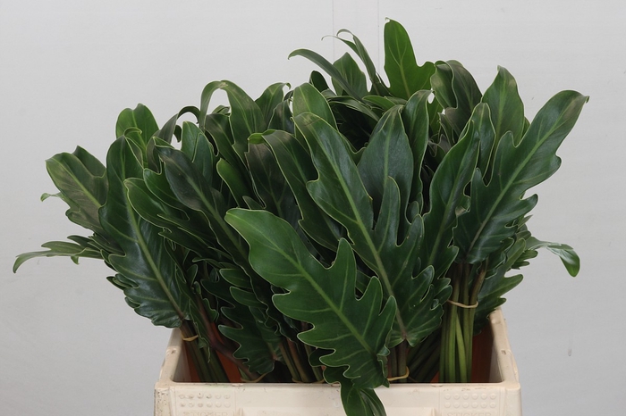 <h4>Philodendron Xanadu</h4>