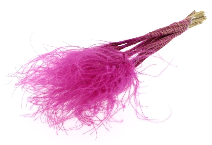 <h4>Stypha Penata 10 Tufts Per Bunch Lilac</h4>
