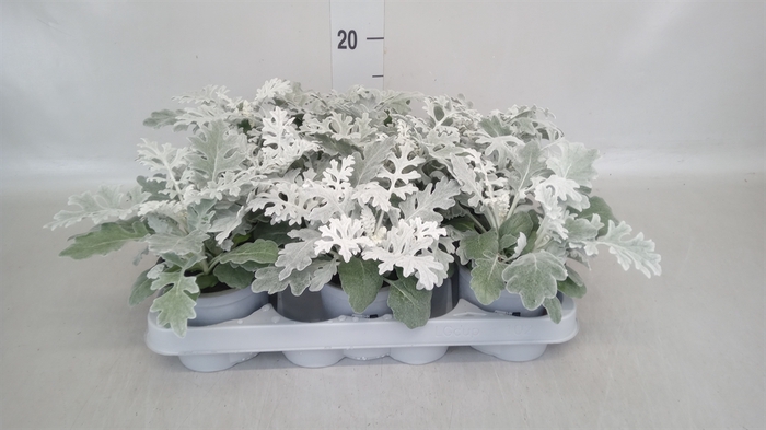 <h4>Jacobaea maritima</h4>