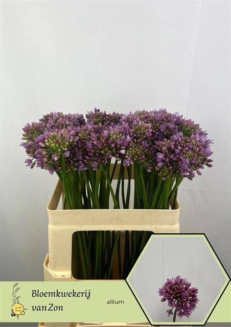 <h4>Allium Senescens</h4>