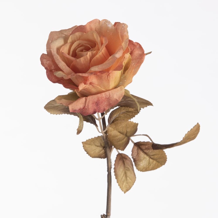 AF Rosa Dried L64cm Peach