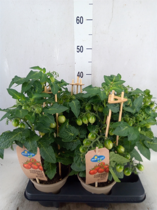 <h4>Solanum lycopersicum   ...</h4>