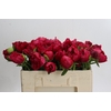 Paeonia Command Performance
