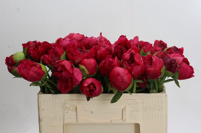 Paeonia Command Performance