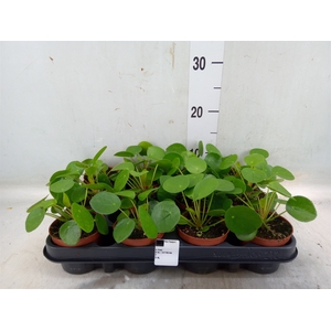 Pilea peperomoides