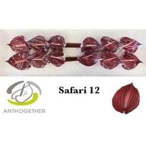 ANTH A SAFARI 12