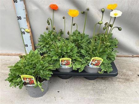 arr8 Papa Nud Gartenzwerg