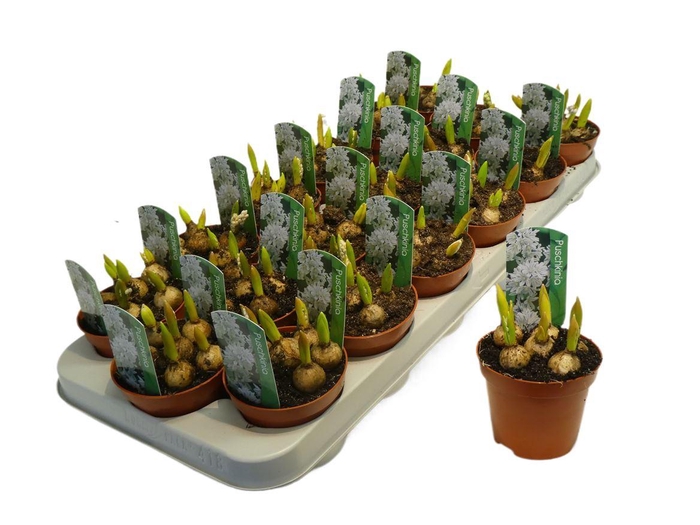 <h4>Pusc Scilloides Blauw Wit</h4>