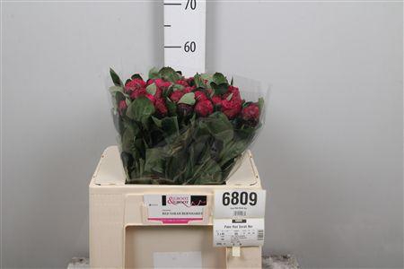 <h4>Paeo Red Sarah Ber</h4>