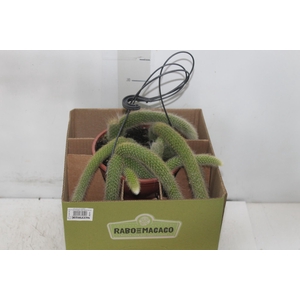 CACTUS RABO MACACO C18