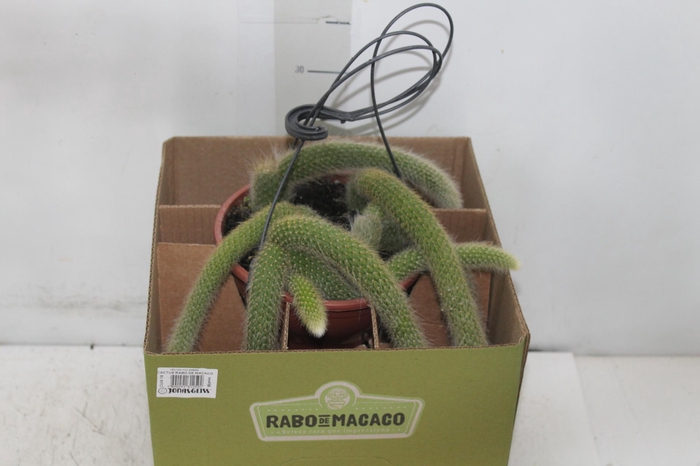 CACTUS RABO MACACO C18