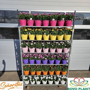 OSTEO SENORITAS MIXK