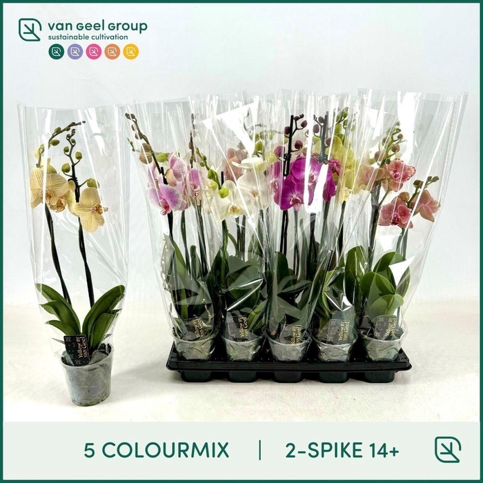 <h4>PHAL GEM 5 KL</h4>